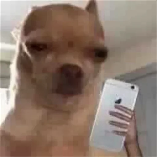 🙁 Стикер «Dog life» для Telegram