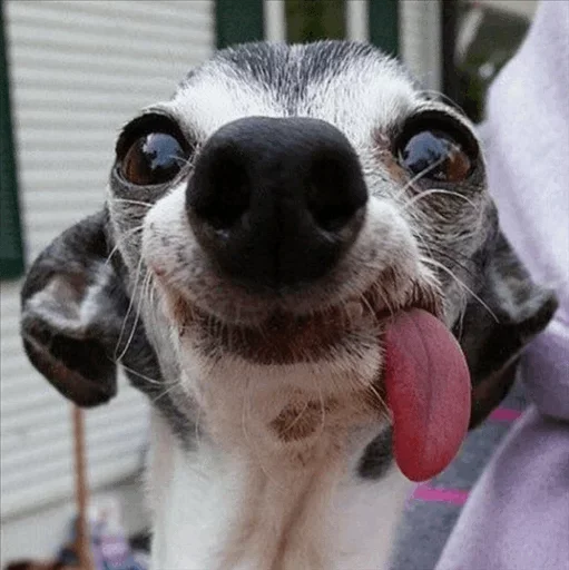 🙁 Стикер «Dog life» для Telegram