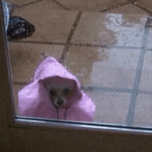 😏 Стикер «Dog life» для Telegram