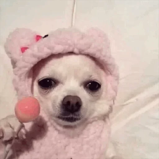 😛 Стикер «Dog life» для Telegram