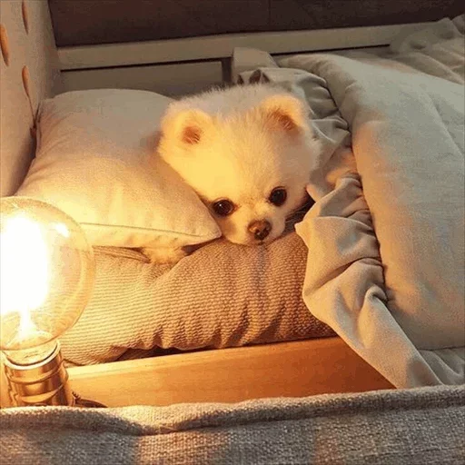 🤠 Стикер «Dog life» для Telegram