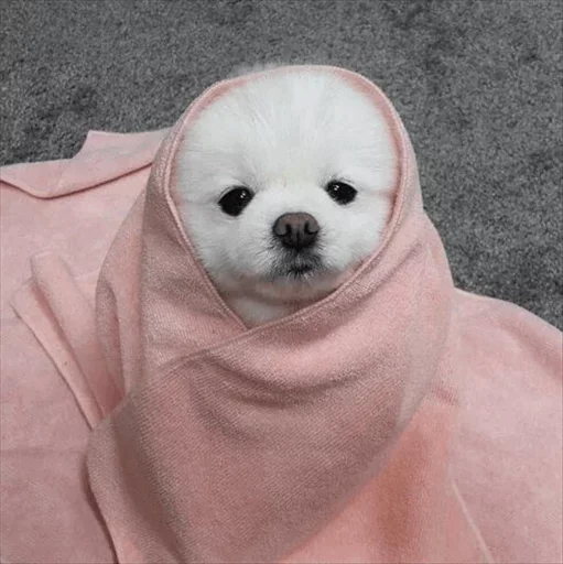 😒 Стикер «Dog life» для Telegram