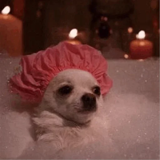 😏 Стикер «Dog life» для Telegram