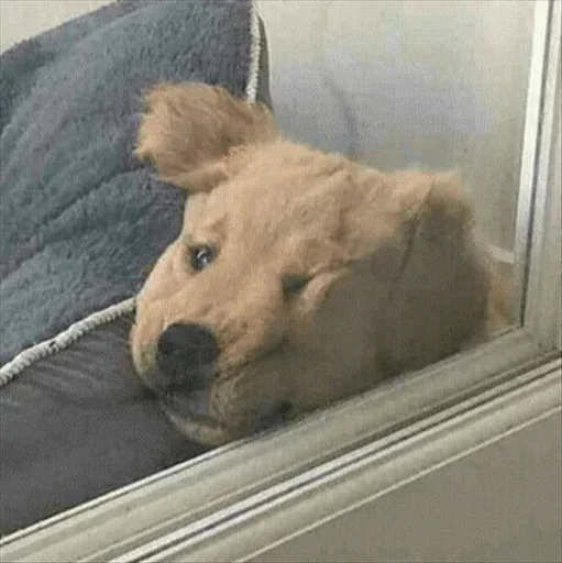 ☹️ Стикер «Dog life» для Telegram