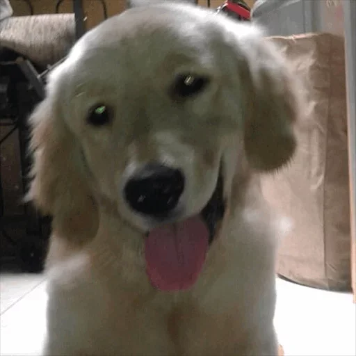 😧 Стикер «Dog life» для Telegram