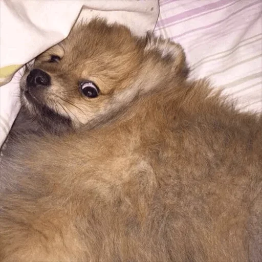 😒 Стикер «Dog life» для Telegram