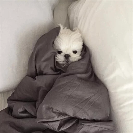 🤓 Стикер «Dog life» для Telegram