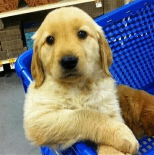 😮 Стикер «Dog life» для Telegram