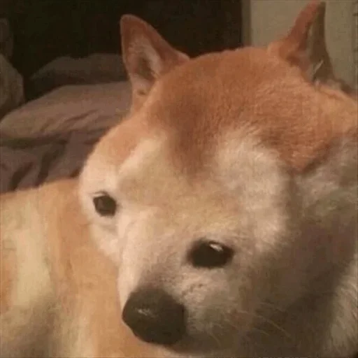 ☹️ Стикер «Dog life» для Telegram