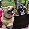 Стикер 9 Собакены