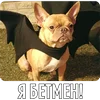 Стикер 46 Собакены