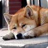Стикер 21 Собакены
