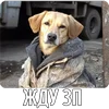 Стикер 51 Собакены