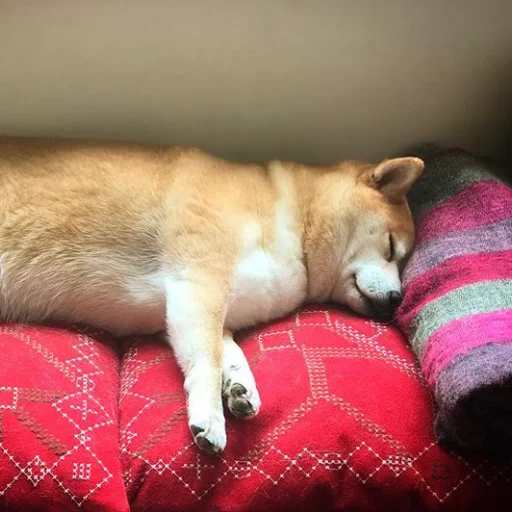💤 Стикер «sobakens» для Telegram
