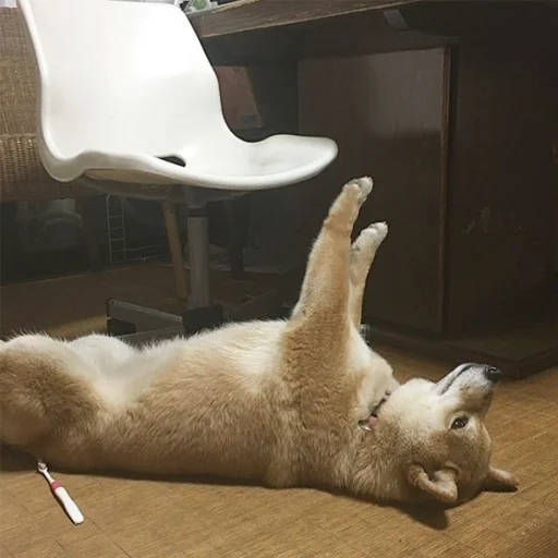 💀 Стикер «sobakens» для Telegram