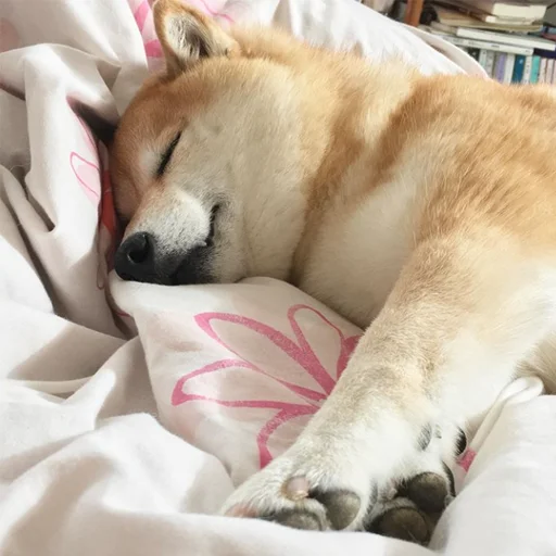 😴 Стикер «sobakens» для Telegram