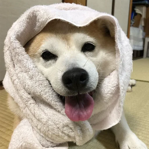 😛 Стикер «sobakens» для Telegram