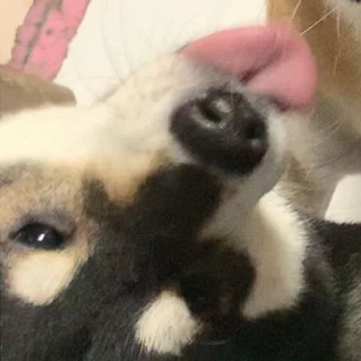 😛 Стикер «sobakens» для Telegram