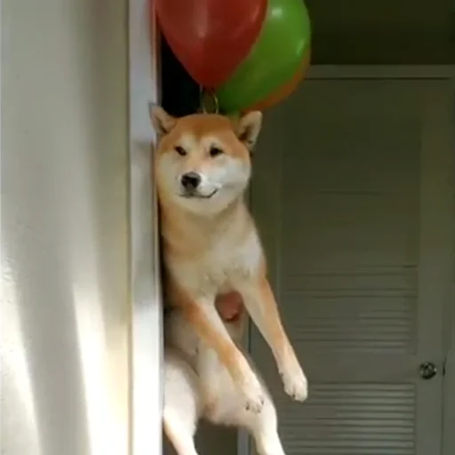 🎈 Стикер «sobakens» для Telegram