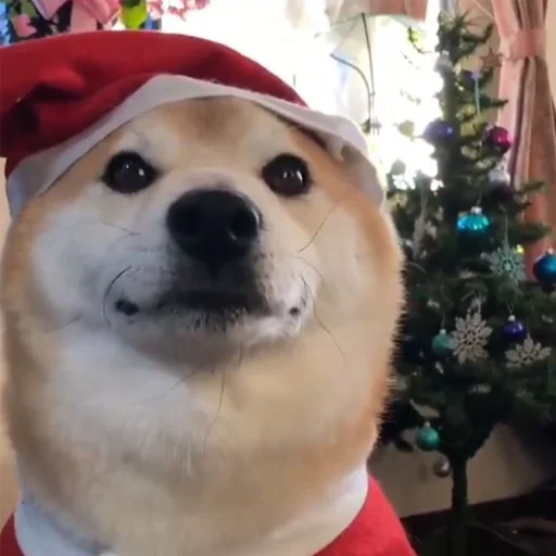 🎅 Стикер «sobakens» для Telegram