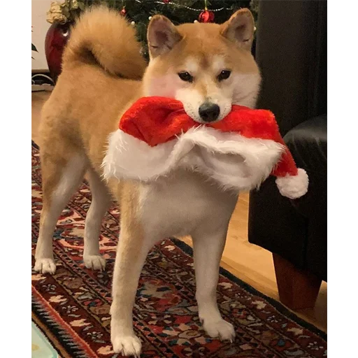 🎅 Стикер «sobakens» для Telegram