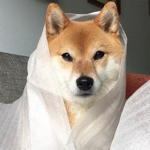 🌮 Стикер «sobakens» для Telegram