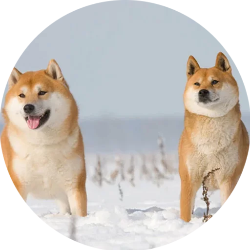 🥺 Стикер «Собаки это Любовь» для Telegram