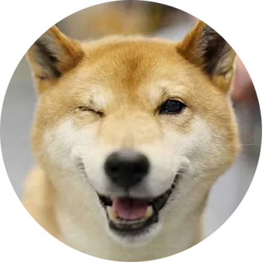 😏 Стикер «Собаки это Любовь» для Telegram