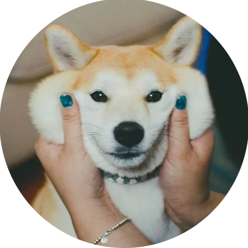🥺 Стикер «Собаки это Любовь» для Telegram