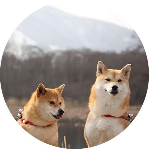 😡 Стикер «Собаки это Любовь» для Telegram