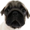 😳 Эмодзи «Сабакии» для Telegram