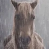 🤩 Эмодзи «собаки и котики» для Telegram