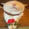 🤩 Эмодзи «собаки и котики» для Telegram