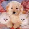 🤩 Эмодзи «собаки и котики» для Telegram