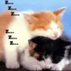 🤩 Эмодзи «собаки и котики» для Telegram