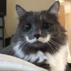 🤩 Эмодзи «собаки и котики» для Telegram