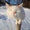 🤩 Эмодзи «собаки и котики» для Telegram