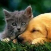 🤩 Эмодзи «собаки и котики» для Telegram