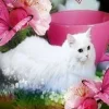 🤩 Эмодзи «собаки и котики» для Telegram
