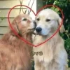 🤩 Эмодзи «собаки и котики» для Telegram