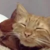 🤩 Эмодзи «собаки и котики» для Telegram