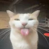 🤩 Эмодзи «собаки и котики» для Telegram
