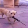 Стикер 33 Собак