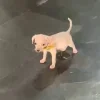 Стикер 16 Собак