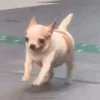Стикер 7 Собак