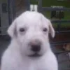 Стикер 17 Собак