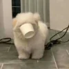 Обложка набора Собак