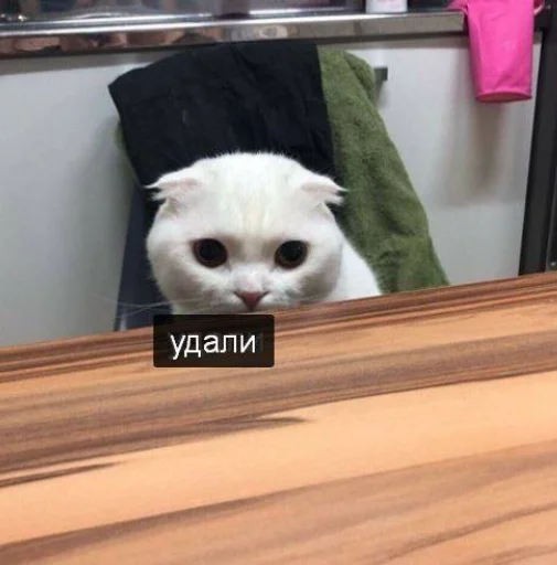 🌚 Стикер «Sobrujamiyll» для Telegram