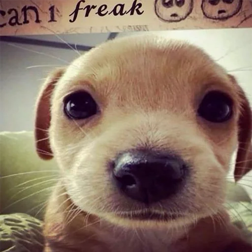 ☁️ Стикер «societysucks» для Telegram