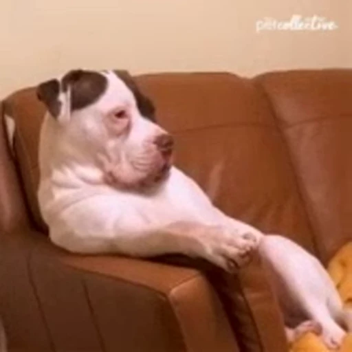 Стикерпак Sofa для Telegram